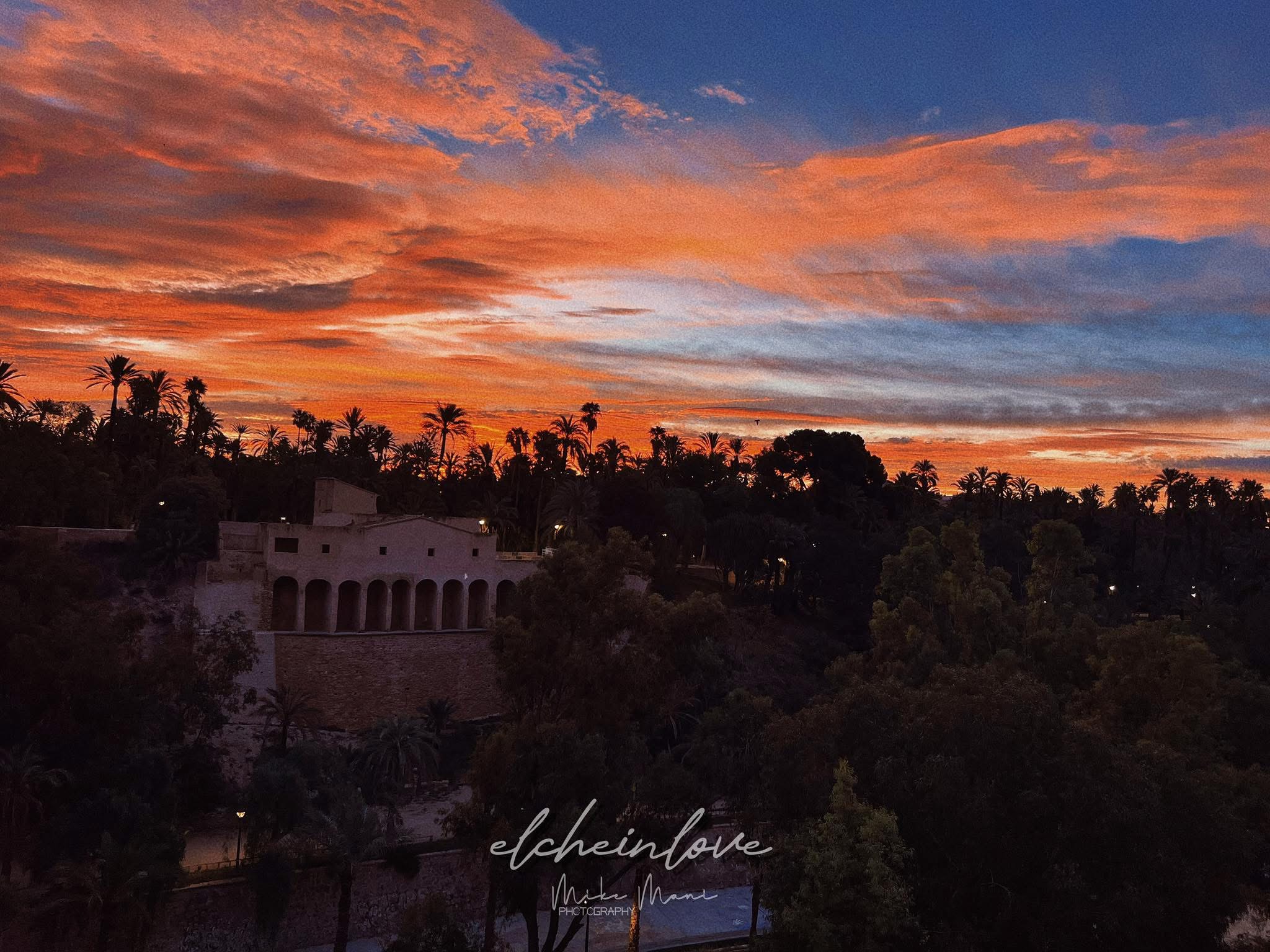 Vista panorámica del Palmeral de Elche con palmeras y huertos tradicionales