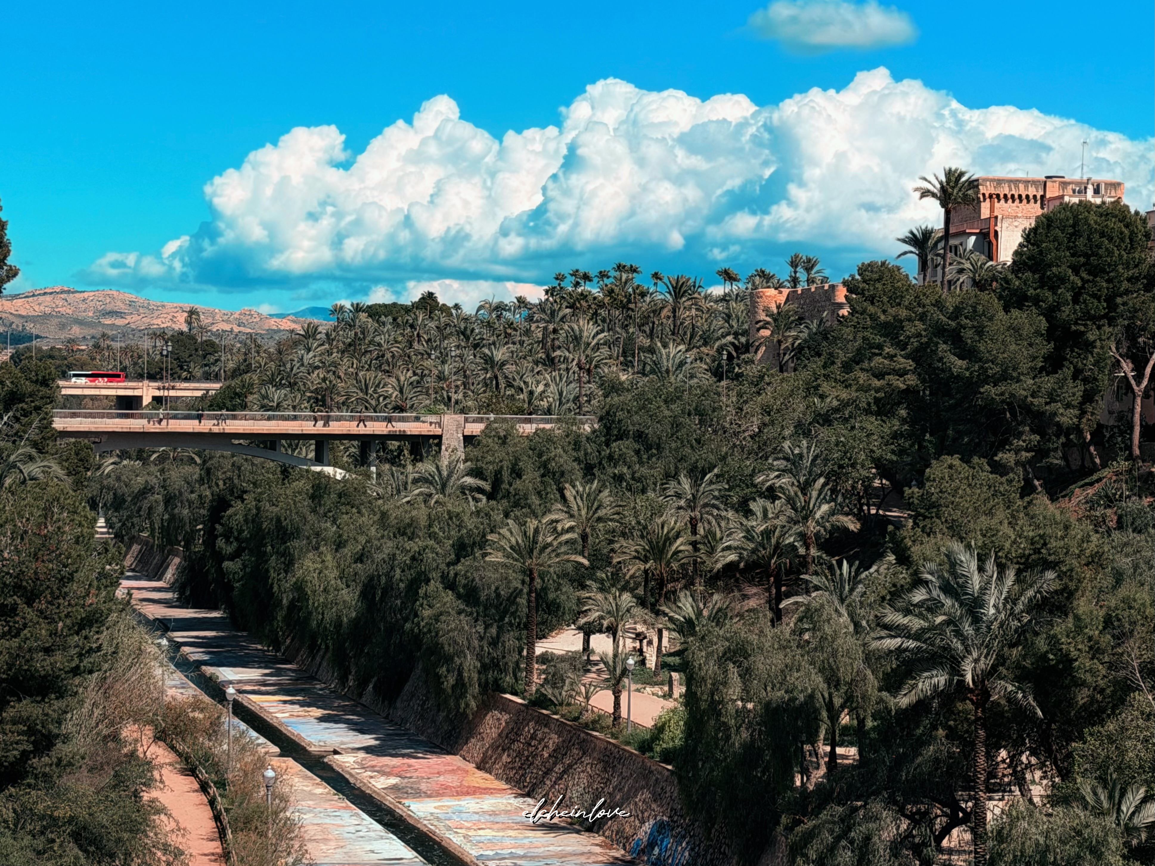 Palmeral desde pasarela
